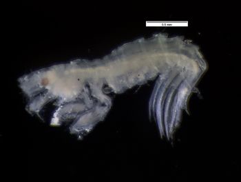 Media type: image;   Invertebrate Zoology 67208